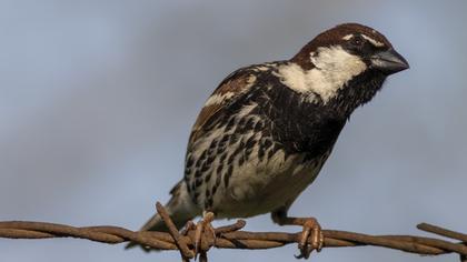 Spanish Sparrow