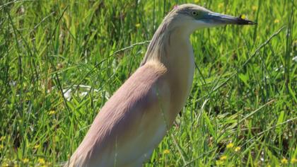 Squacco Heron