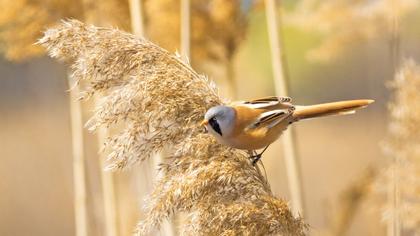 Bearded Reedling