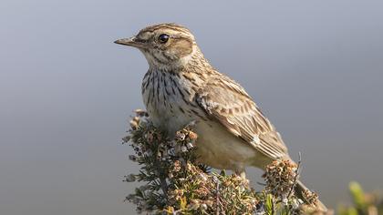 Woodlark