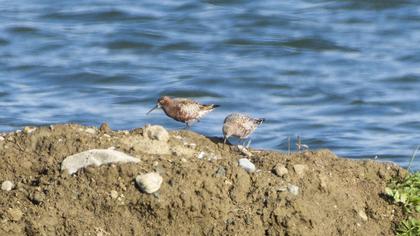 Curlew Sandpiper