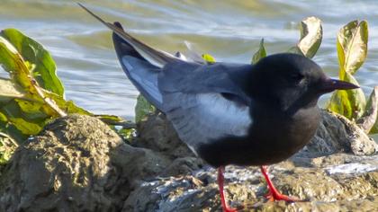 White-winged Tern
