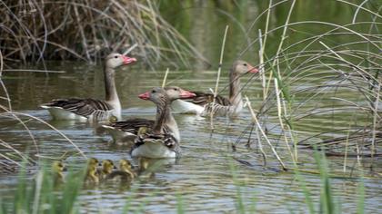 Greylag Goose