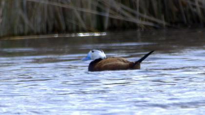 White-headed Duck