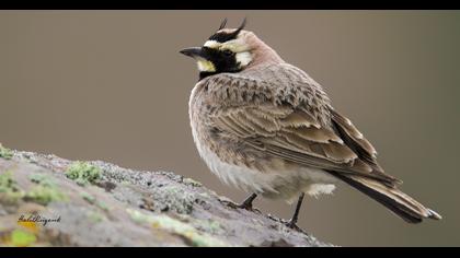 Horned Lark
