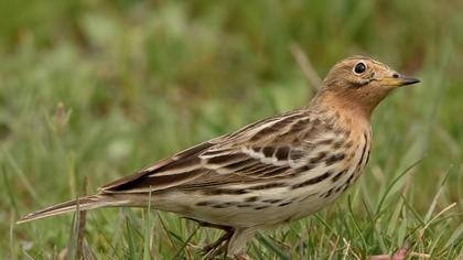 Red-throated Pipit