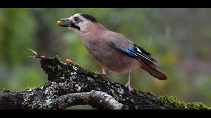 Eurasian Jay