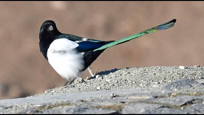 Eurasian Magpie