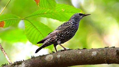 Common Starling