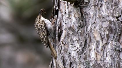 Short-toed Treecreeper