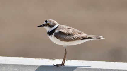 Little Ringed Plover