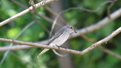 Spotted Flycatcher