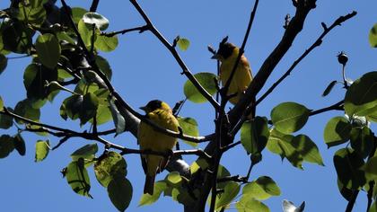 Karabaşlı kirazkuşu