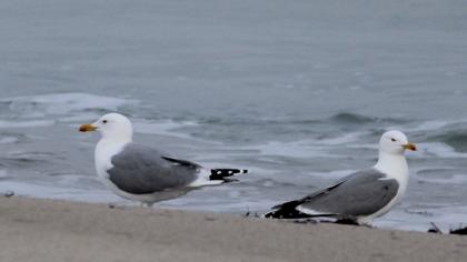 Yellow-legged Gull