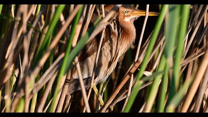 Little Bittern
