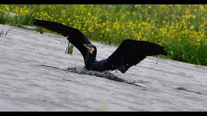 Great Cormorant