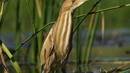 Little Bittern