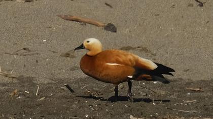 Ruddy Shelduck