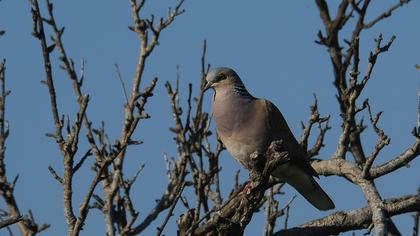 European Turtle Dove
