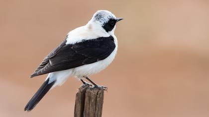 Black-eared Wheatear