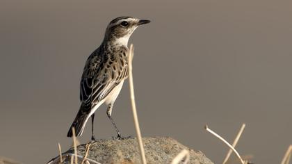Whinchat