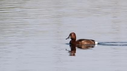 Ferruginous Duck