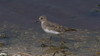 Temminck`s Stint