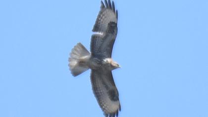 Common Buzzard