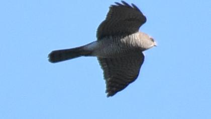 Levant Sparrowhawk