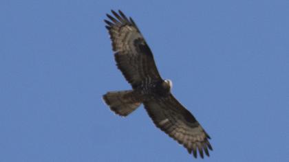 European Honey Buzzard