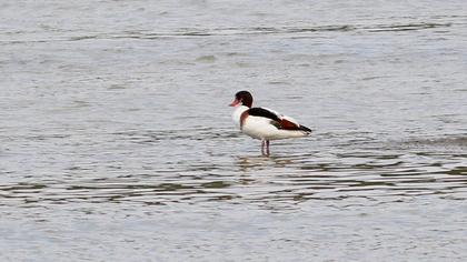 Common Shelduck