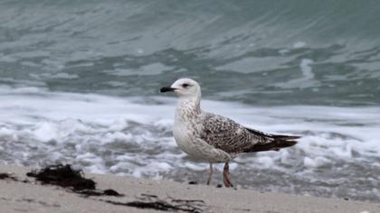 Yellow-legged Gull