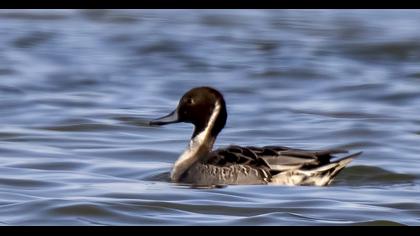 Northern Pintail