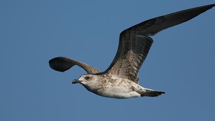 Yellow-legged Gull