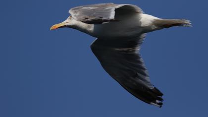 Yellow-legged Gull