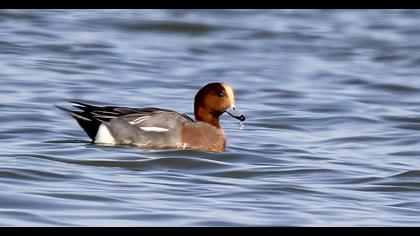 Eurasian Wigeon