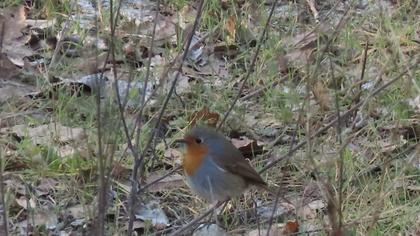 European Robin