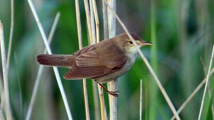 Eurasian Reed Warbler