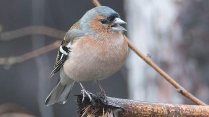 Common Chaffinch