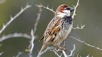 Spanish Sparrow