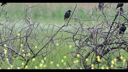 Common Starling