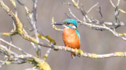 Common Kingfisher