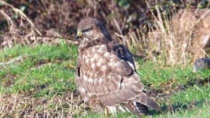 Common Buzzard