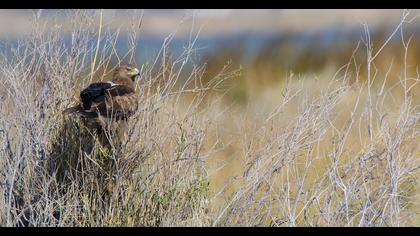 Greater Spotted Eagle
