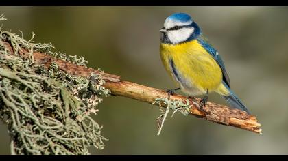Eurasian Blue Tit