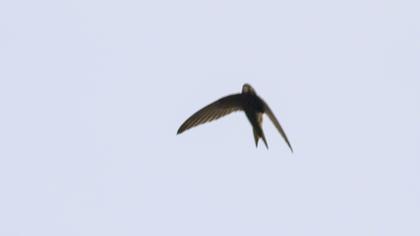 Common Swift
