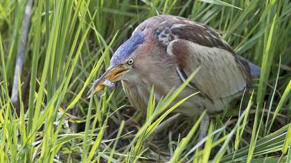 Little Bittern
