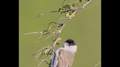 Eurasian Blackcap