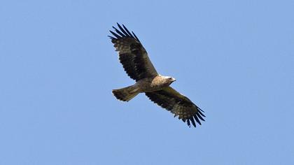 Booted Eagle