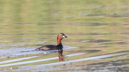 Little Grebe